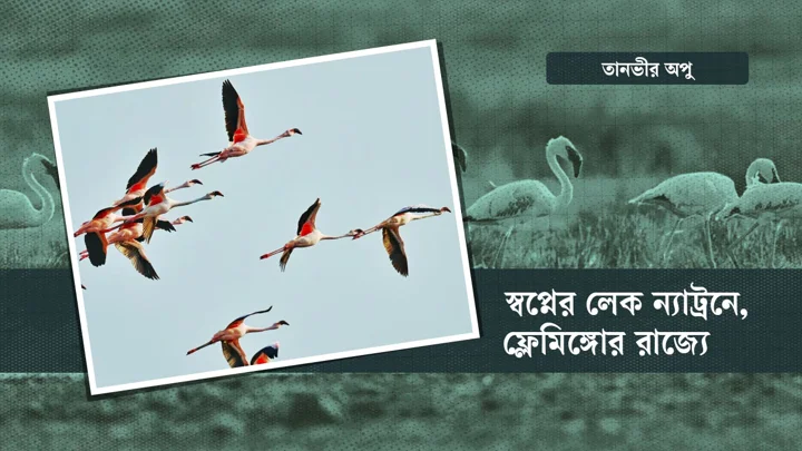 স্বপ্নের লেক ন্যাট্রনে, ফ্লেমিঙ্গোর রাজ্যে। ছবি: স্ট্রিম গ্রাফিক